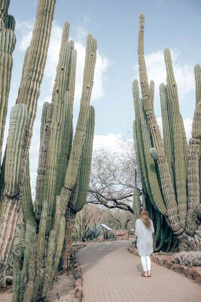 The Desert Botanical Garden