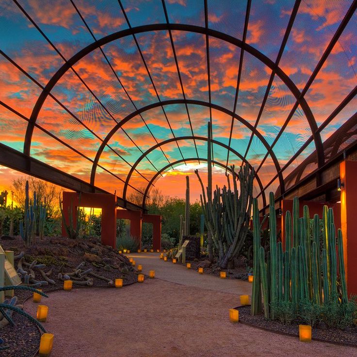 Chihulypurplescottsdalearizonadesertbotanicalgardenartexhibit