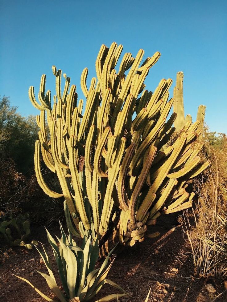 Phoenixscottsdale Wheretraveler