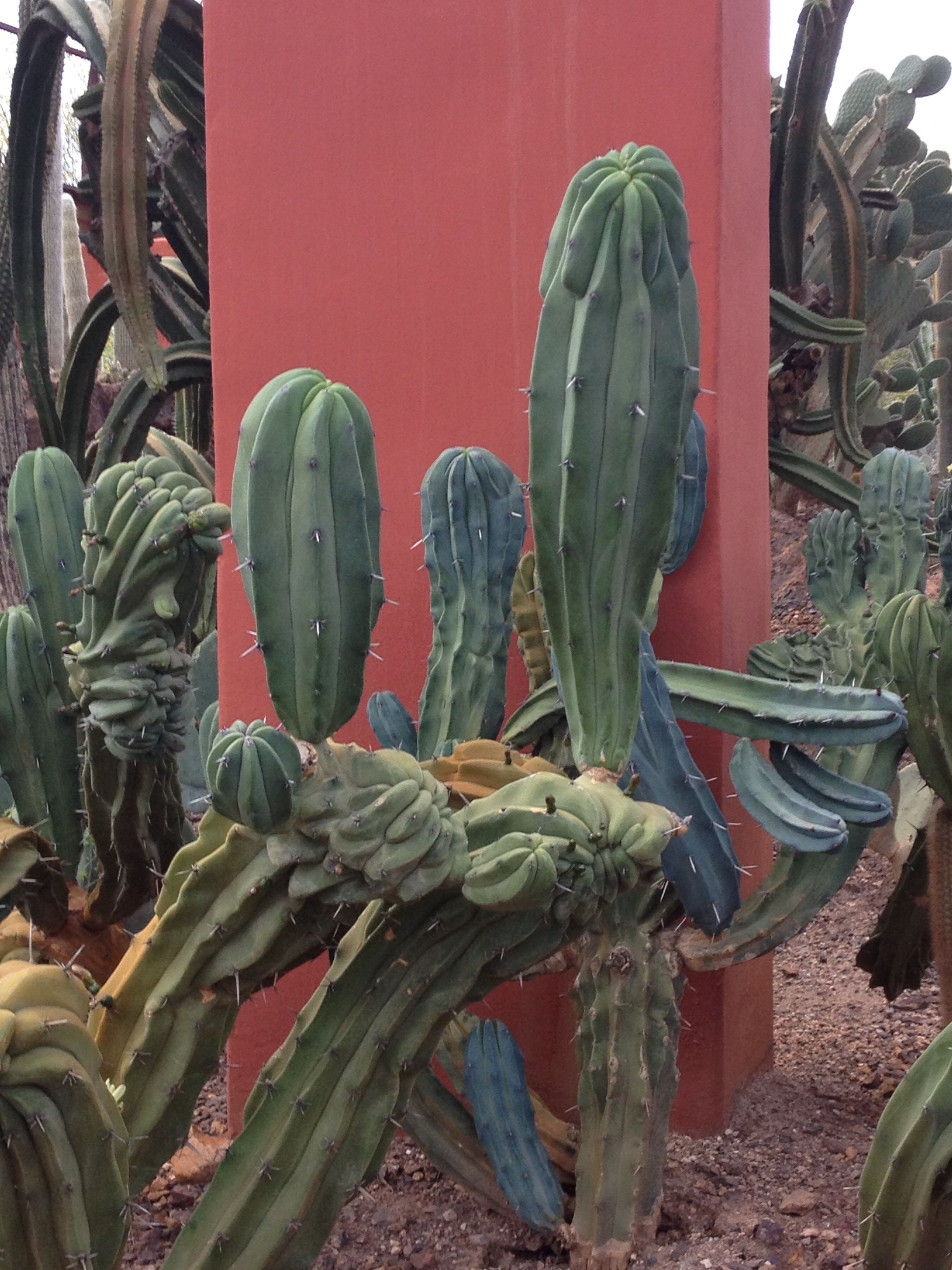 Scottsdale Az Botanical Gardens Botanical Gardens