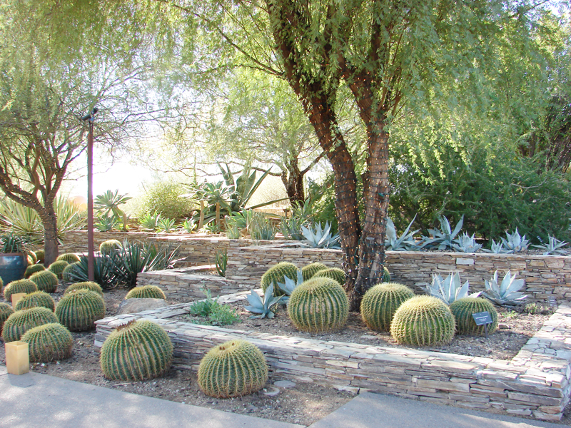 The Desert Botanical Garden