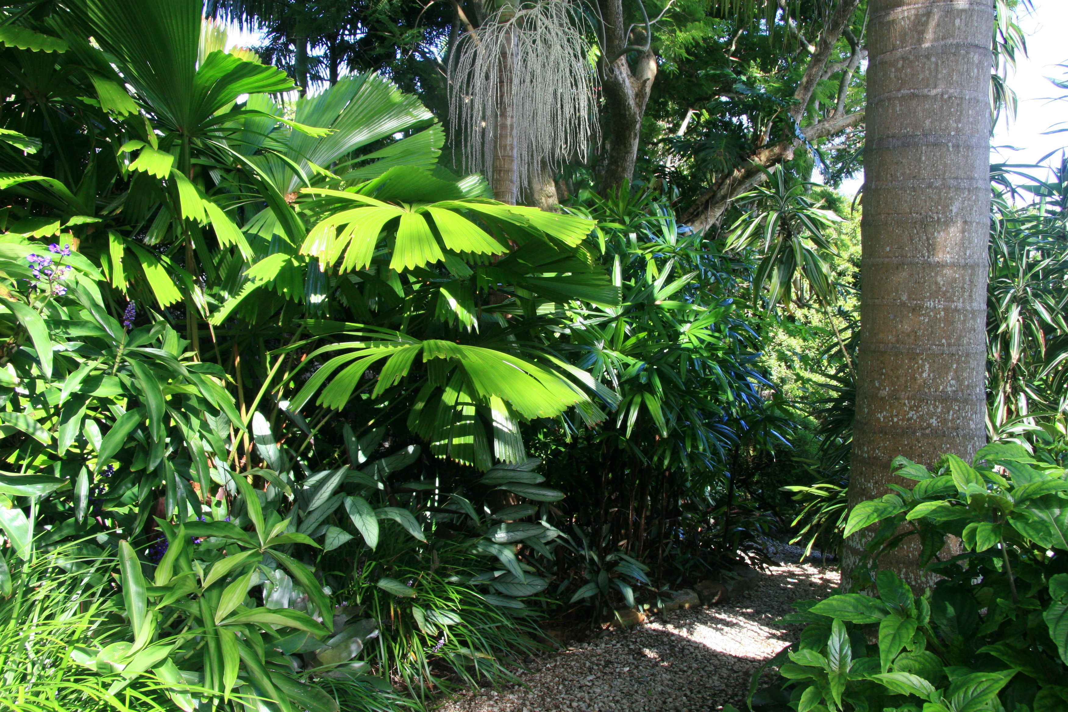 Tropical Landscaping Tropical Landscape Design