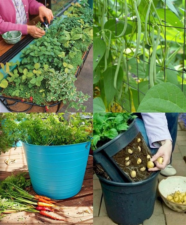 Patio Vegetable Garden Containers