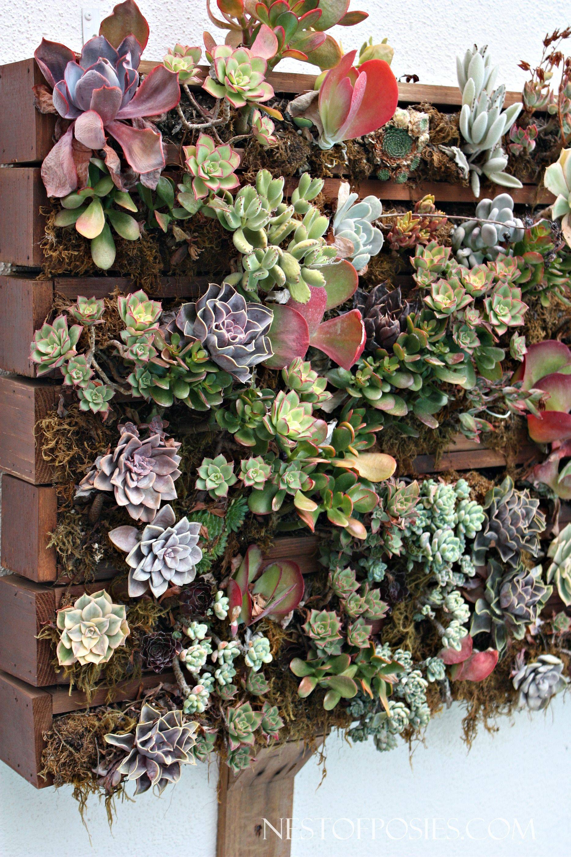 Your Droughttolerant Garden