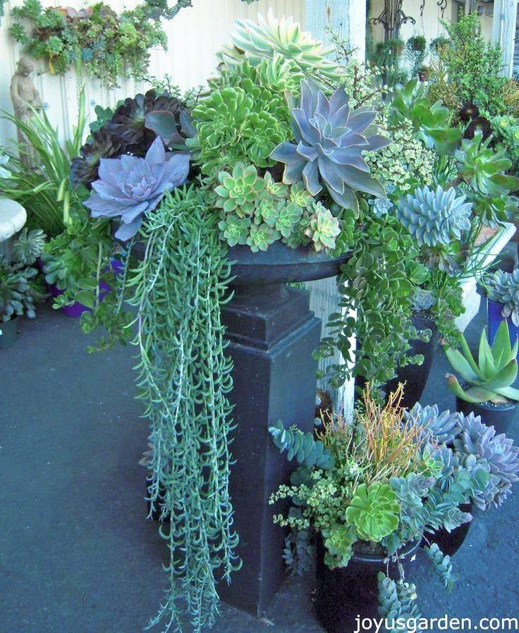 Amazing Cactus Garden Display