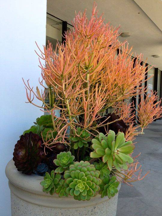 Gardens Southern California Pictures Danger Garden