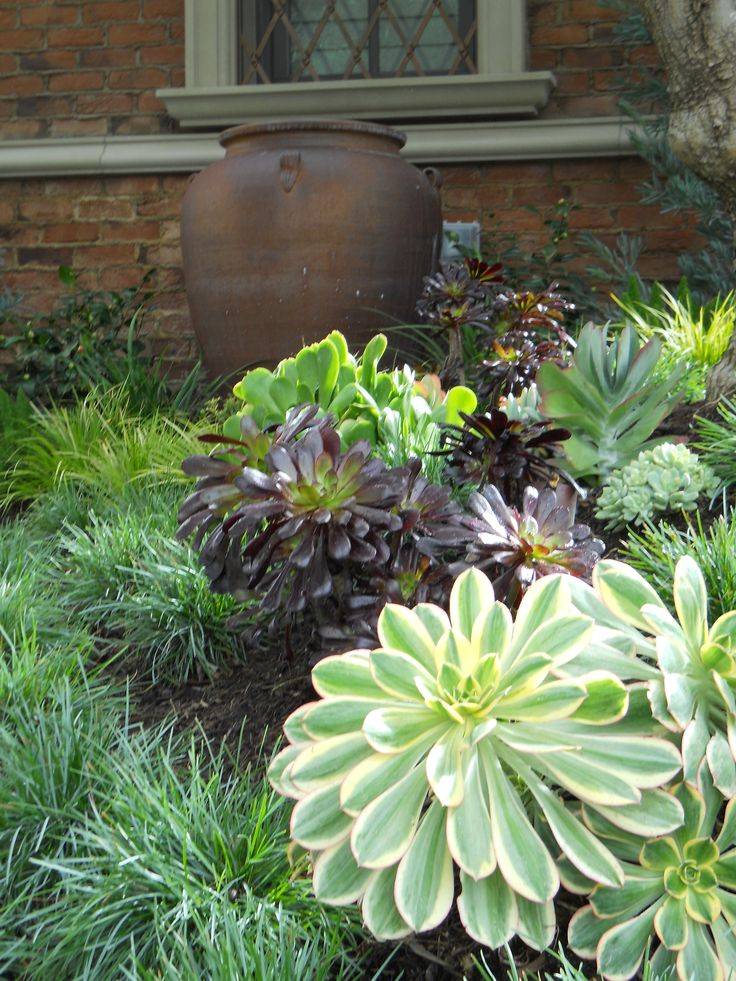 Httpswwwgooglecomaublankhtml Succulents