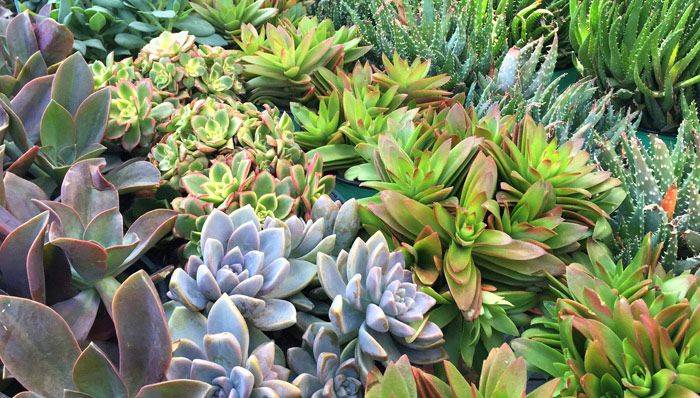 Succulent Garden Traditional Landscape