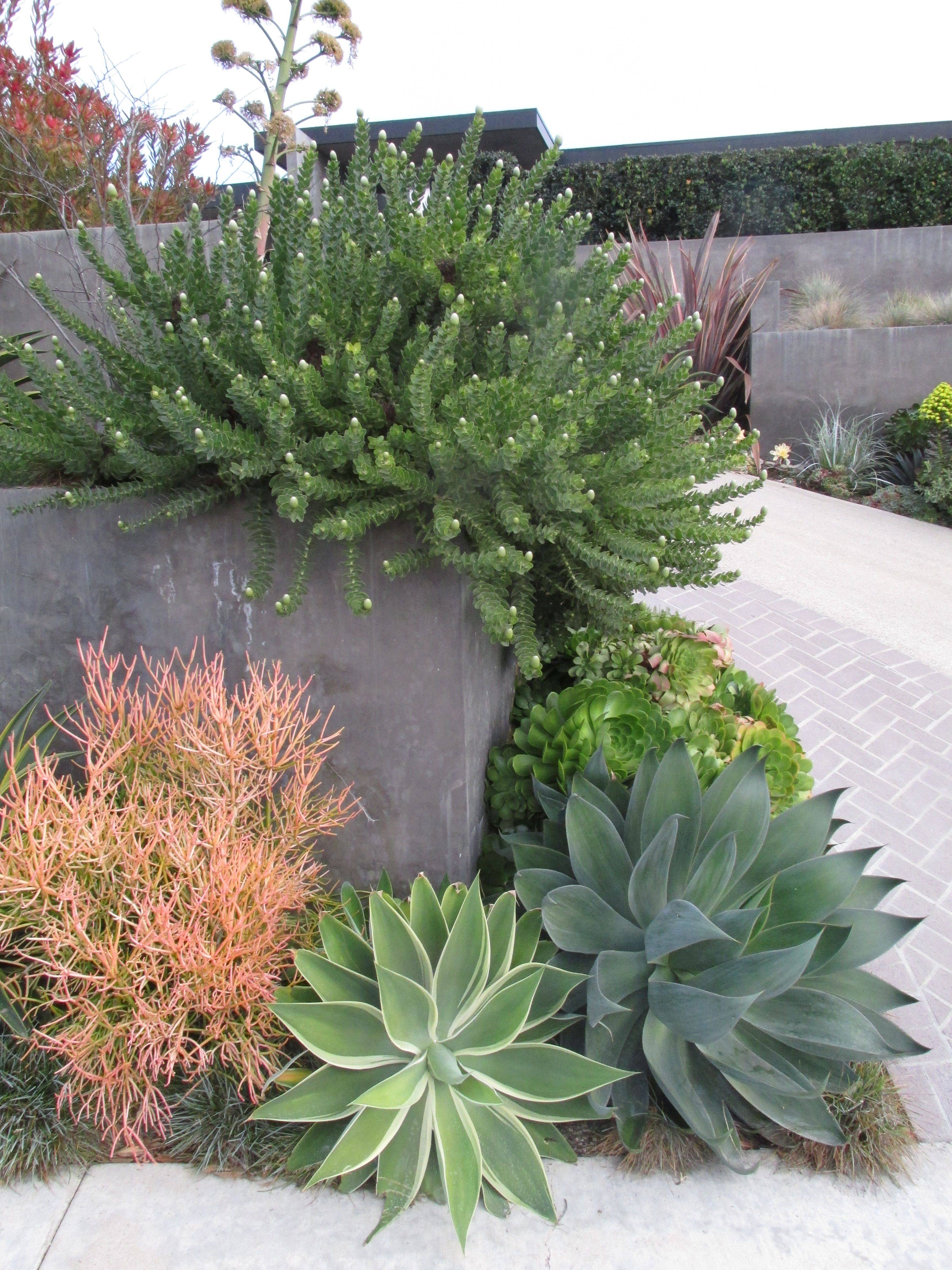Succulent Landscape Design