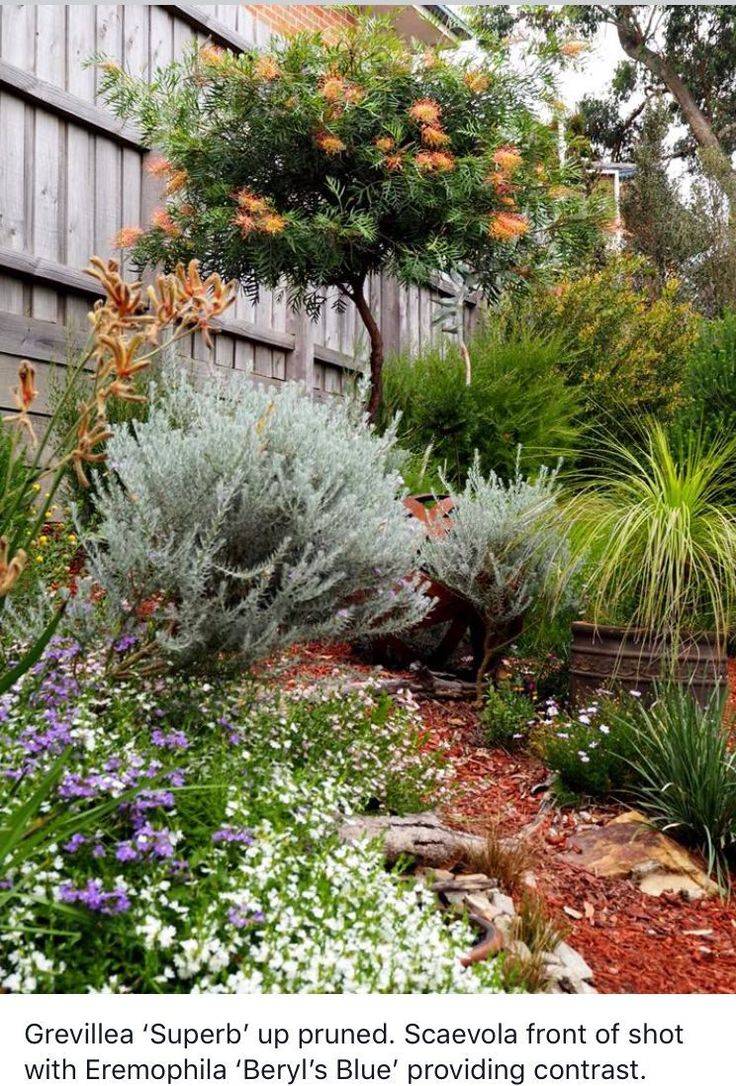 Native Garden Bed Australian Native Garden