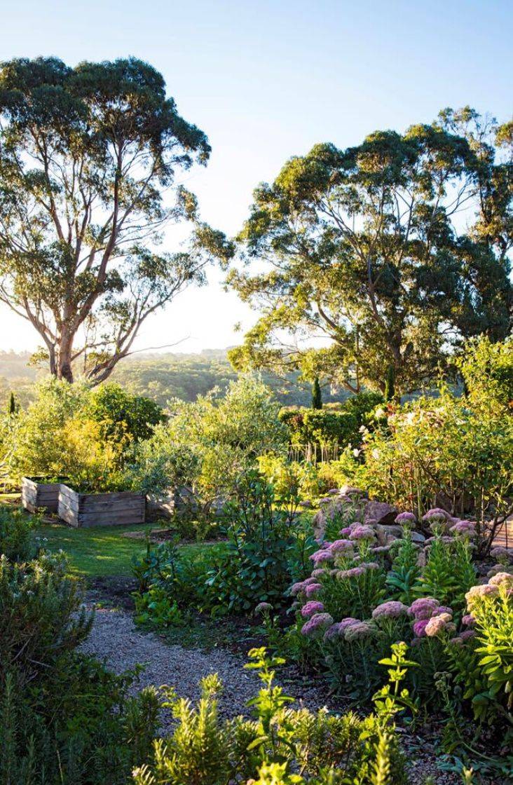 20 Australian Cottage Garden Plants Ideas For This Year SharonSable