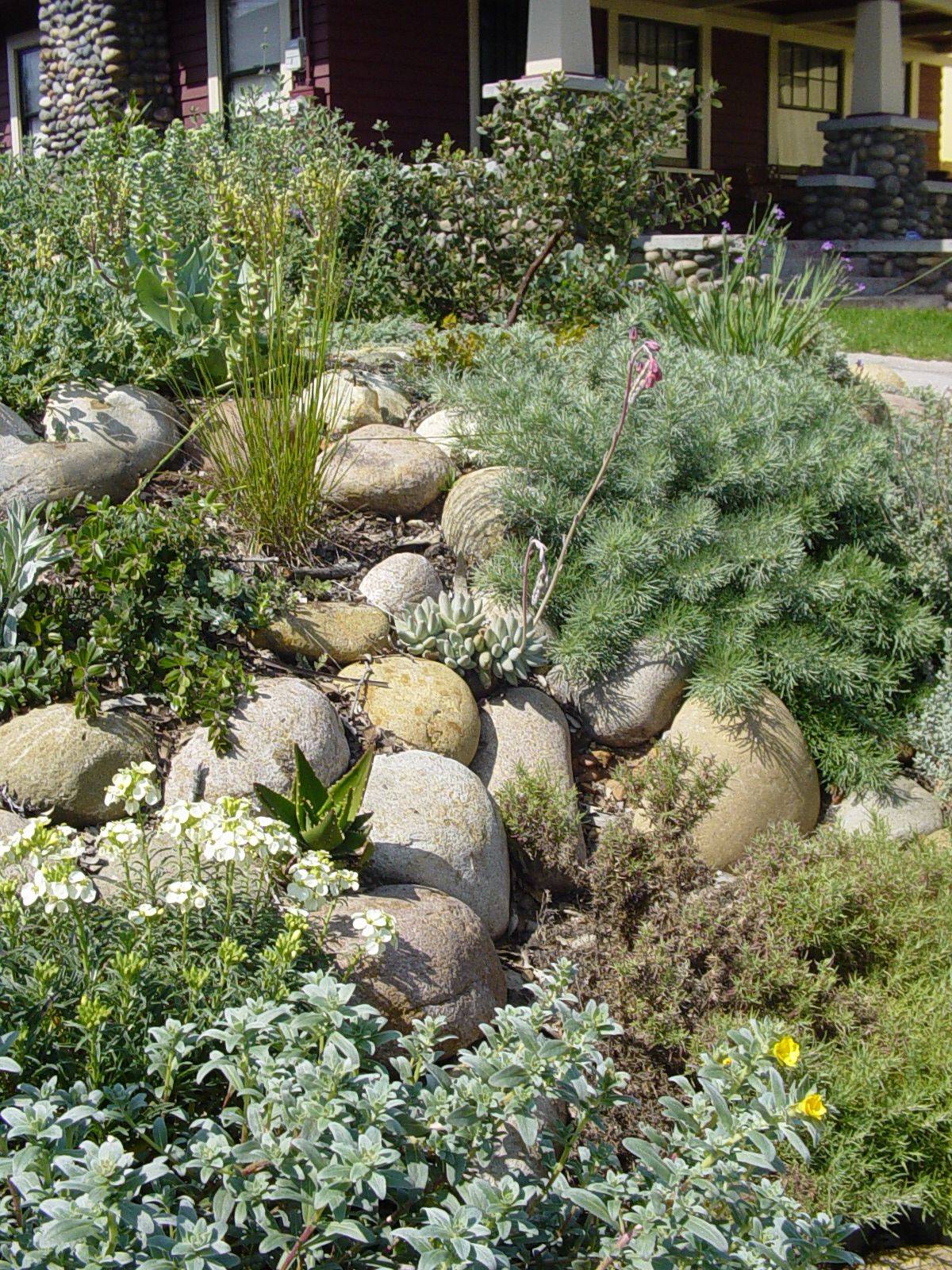 Australian Native Plants