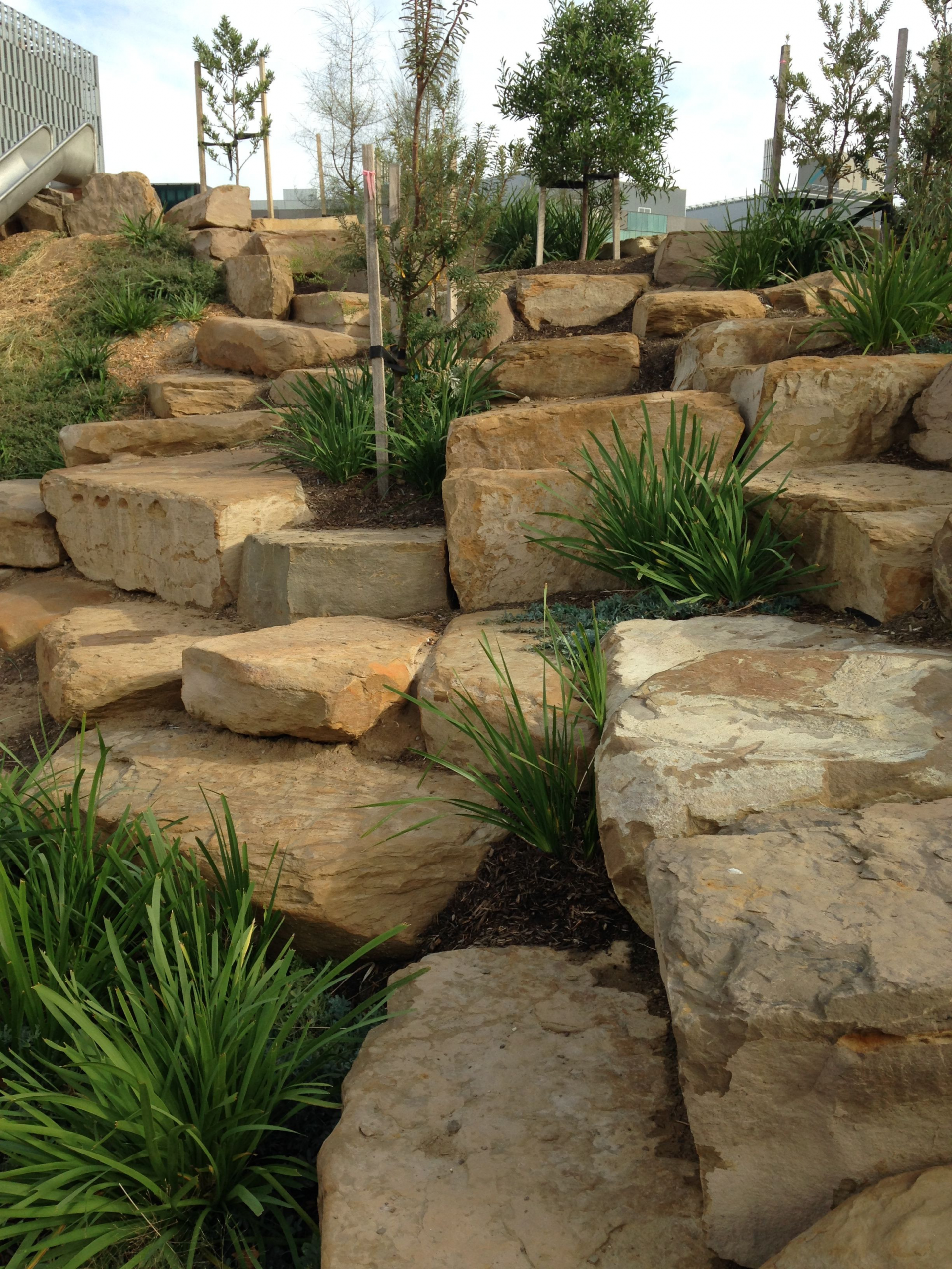 Australian Native Plants