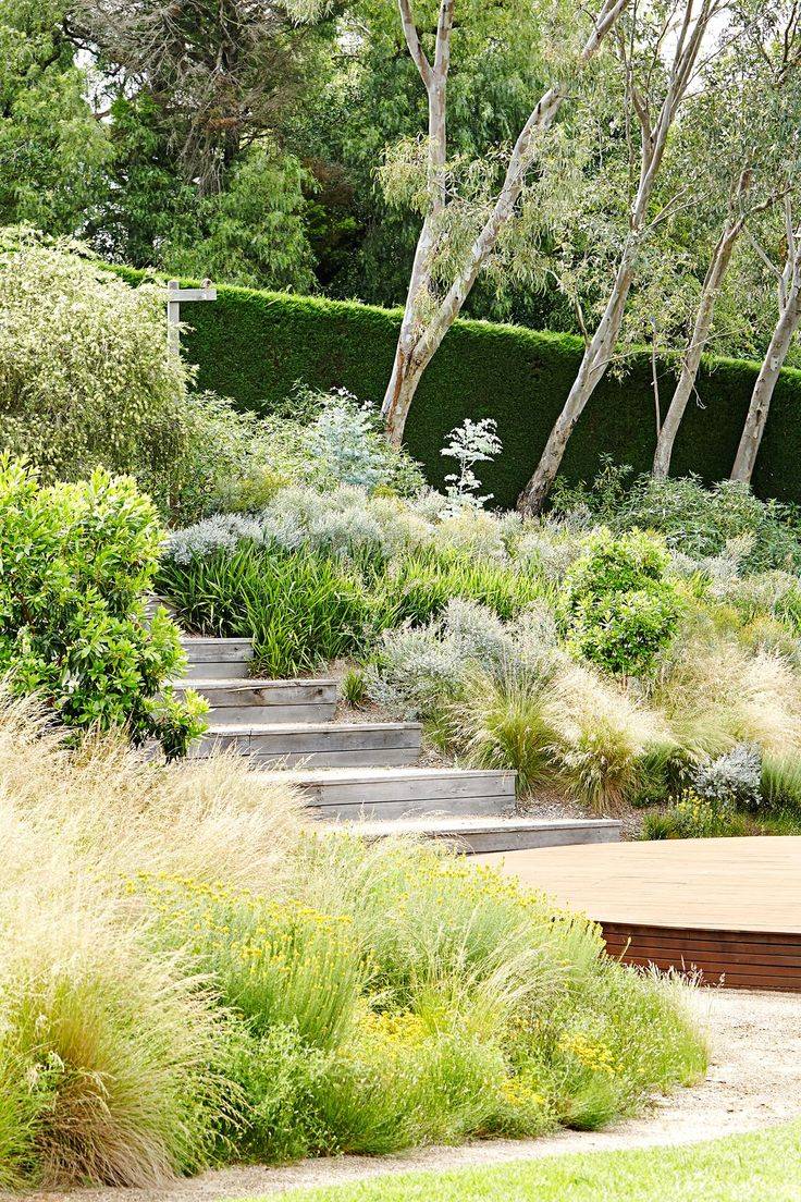 Australian Native Plants