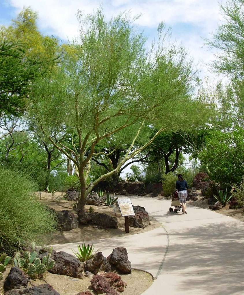 Ethel M Botanical Cactus Garden
