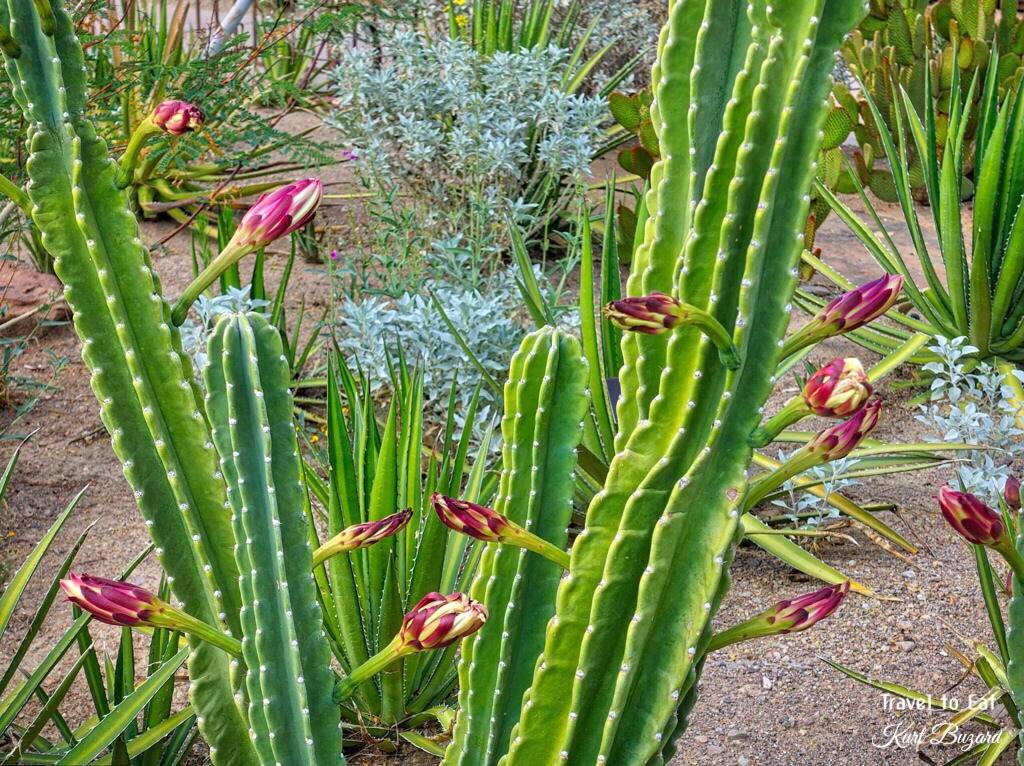 Ethel M Botanical Cactus Garden Us