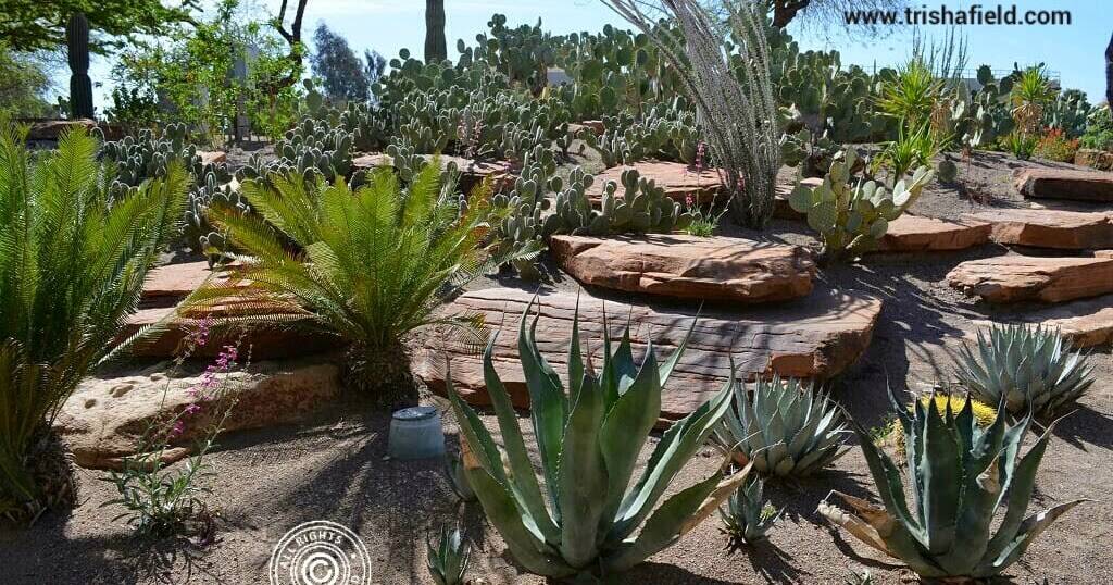 Ethel M Cactus Demonstration Garden Jw Zunino