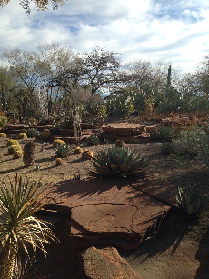 Ethel M Cactus Garden Las Vegas
