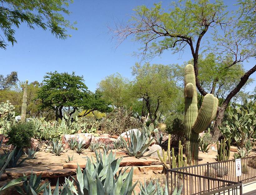 Ethel M Cactus Garden