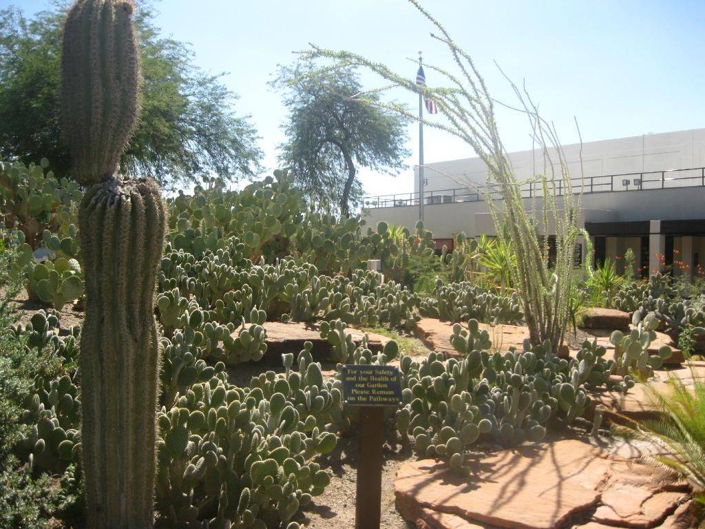 Ethel M Chocolate Factory And Botanical Cactus Gardens Cactus Flower