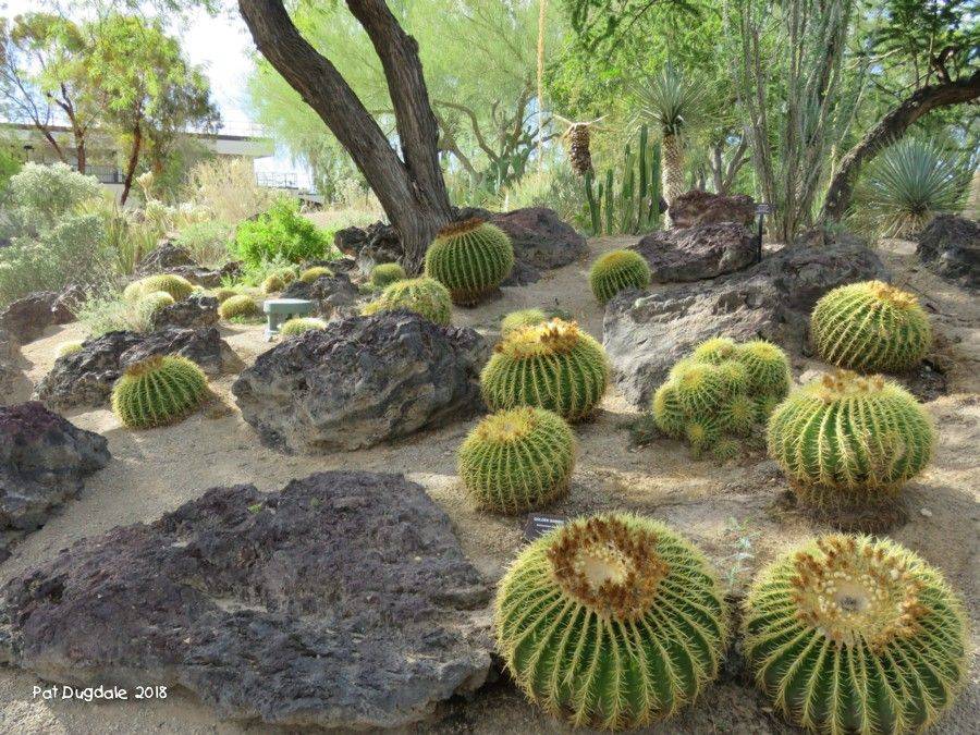 Ethel M Chocolate Factory Cactus Garden Cactus Garden Desert Plants
