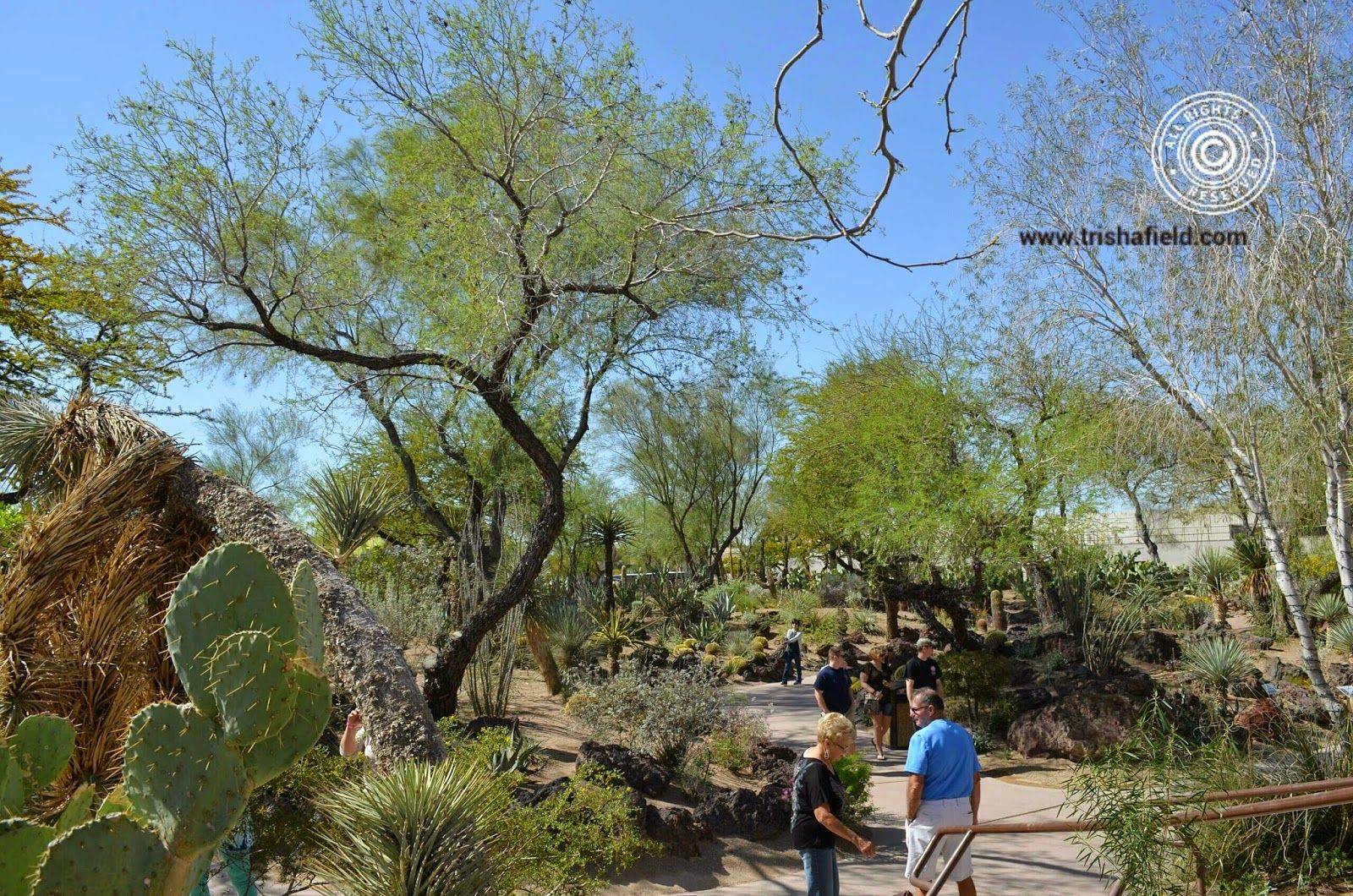 The Ethel M Chocolate Factorys Botanical Cactus Garden