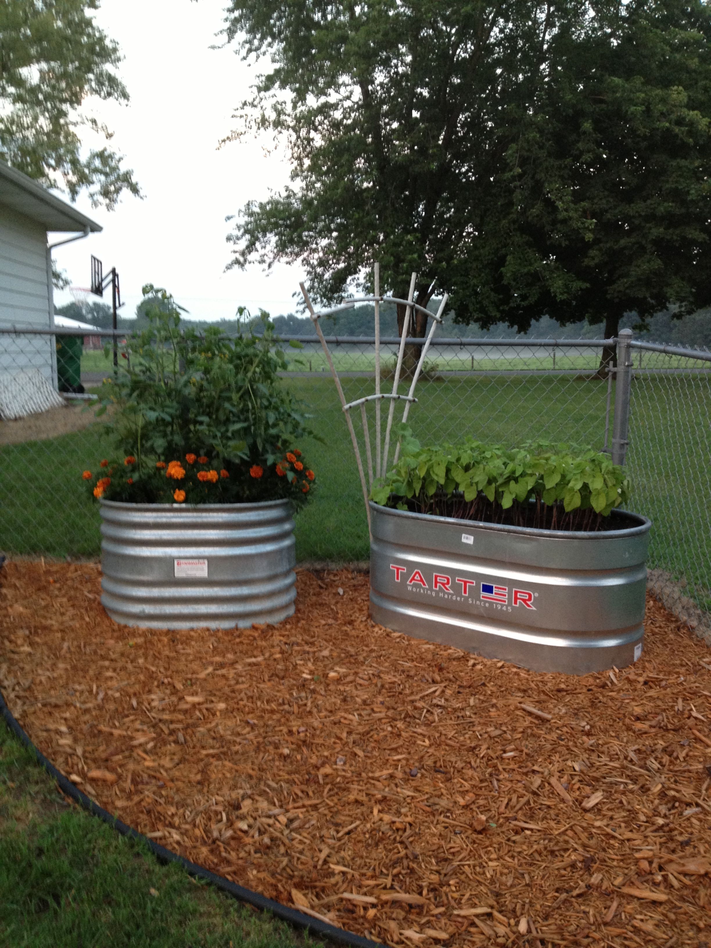 Water Trough Flowers