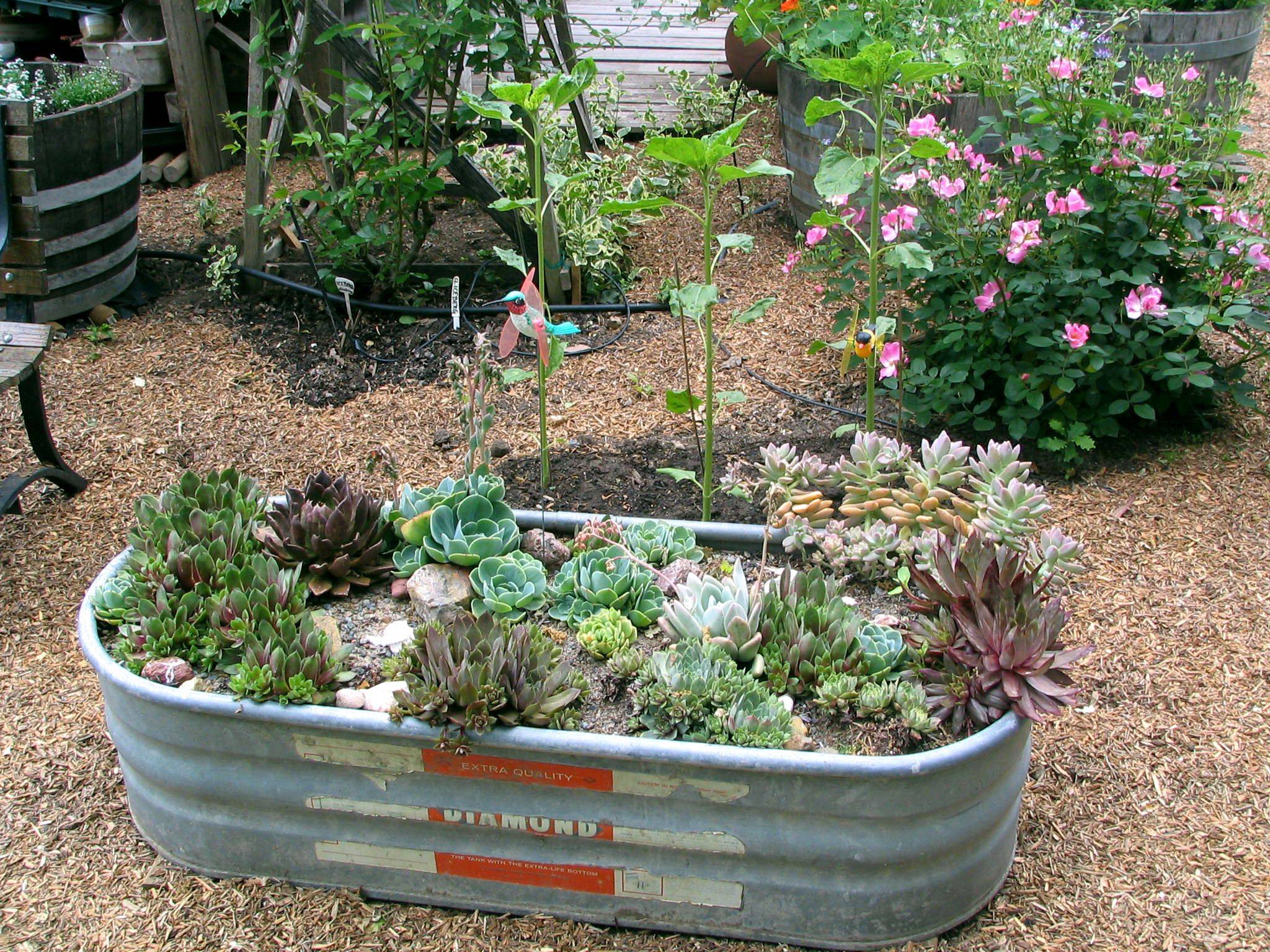 Trough Garden