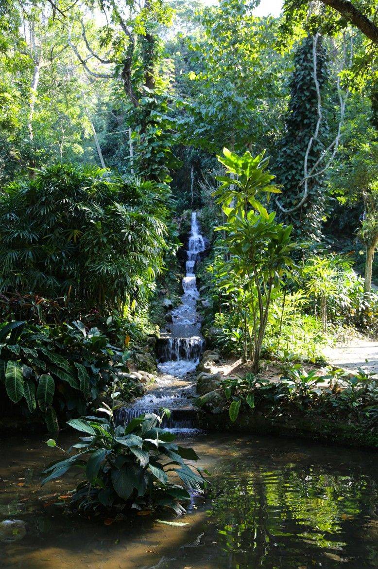 Brazilrio De Janeiro Botanical Gardens