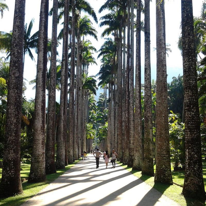Rio De Janeiro Botanical Garden