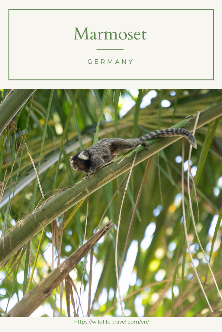 The Peaceful Botanical Garden