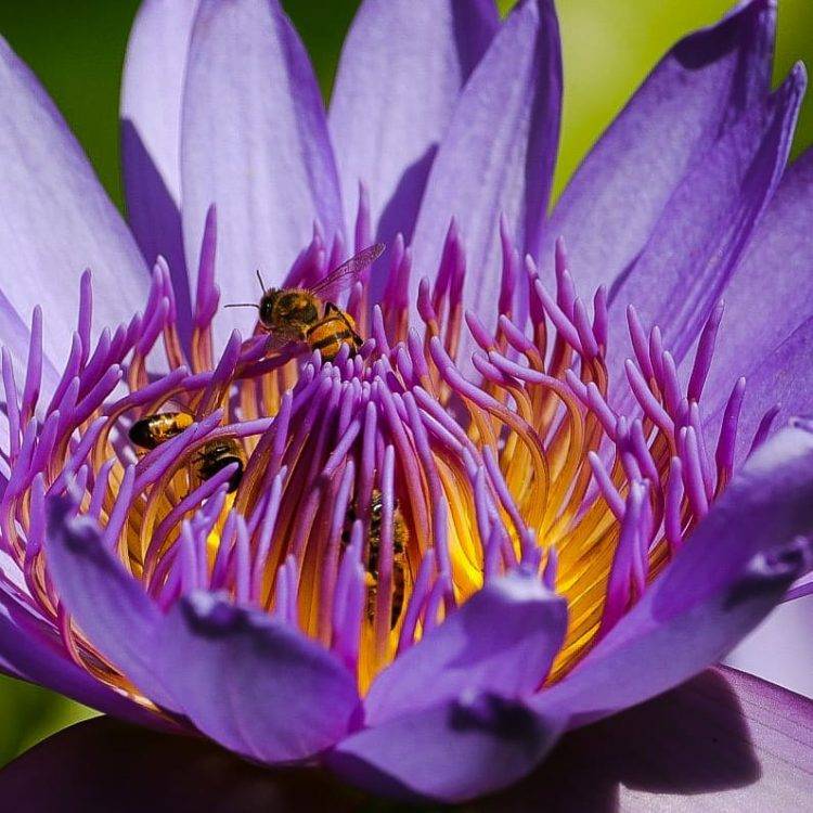 The Peaceful Botanical Garden