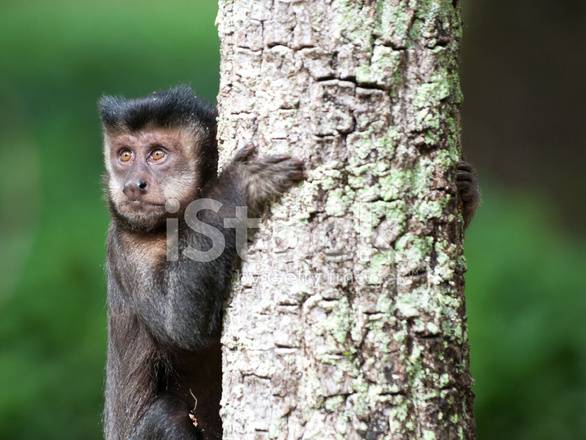 Pin On Birds Toucans Toucanets Araari Family Ramphastidae