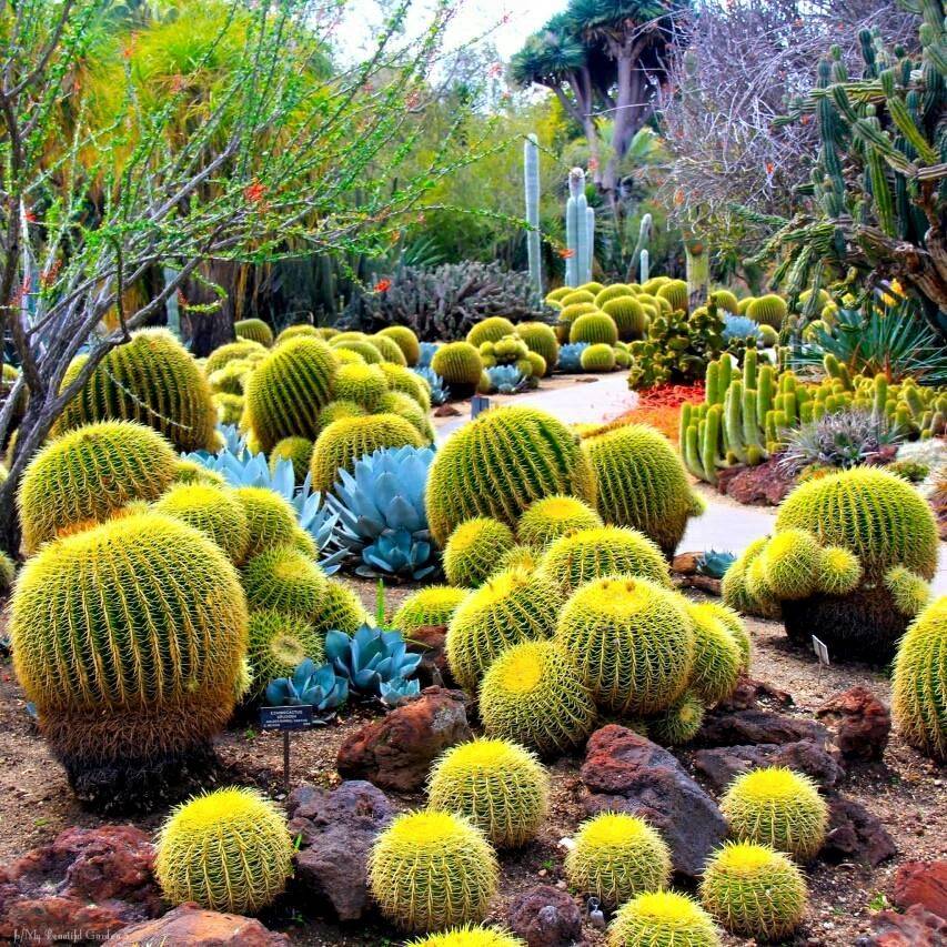 The Desert Botanical Garden