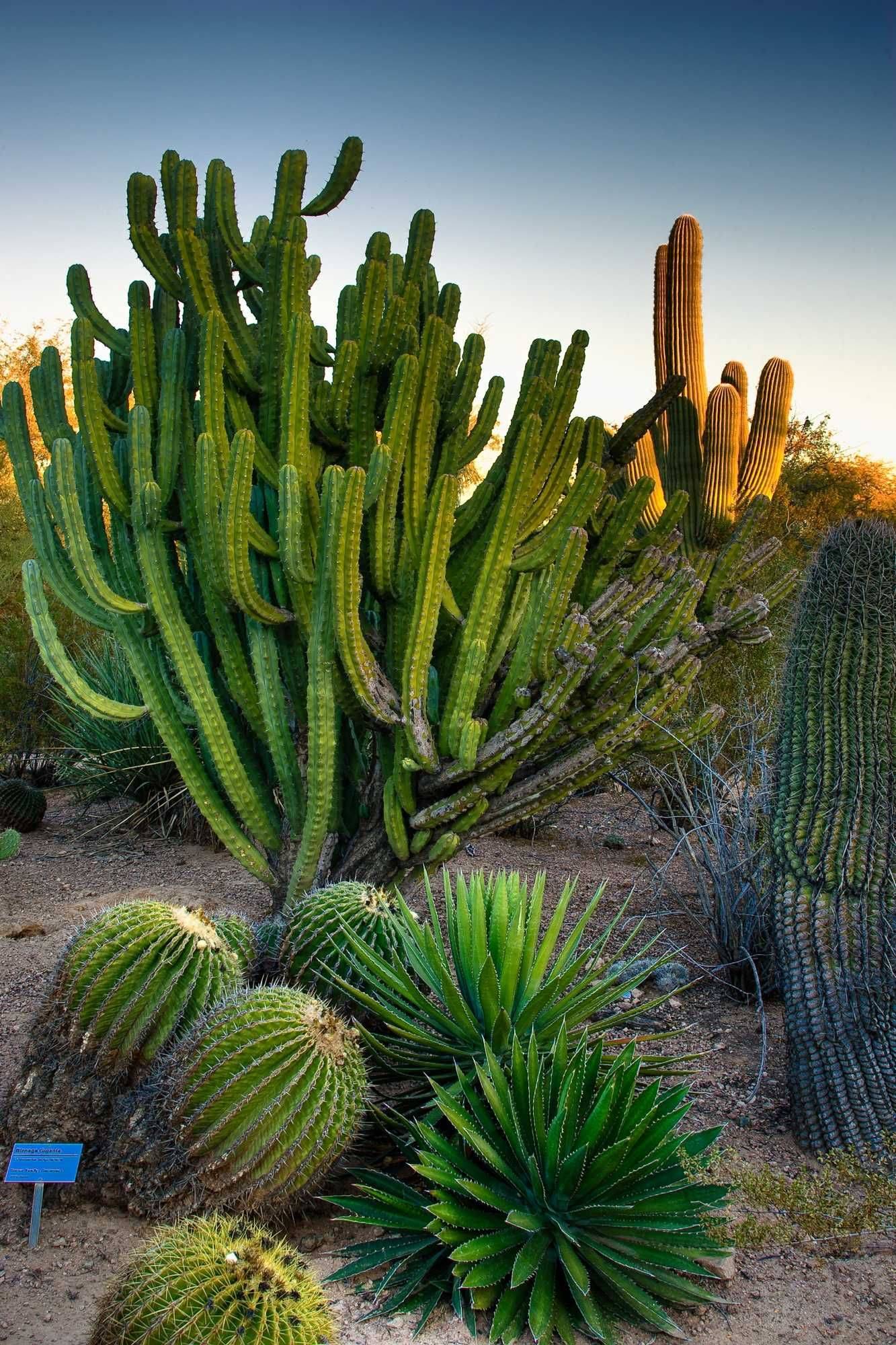 Desert Botanical Gardens