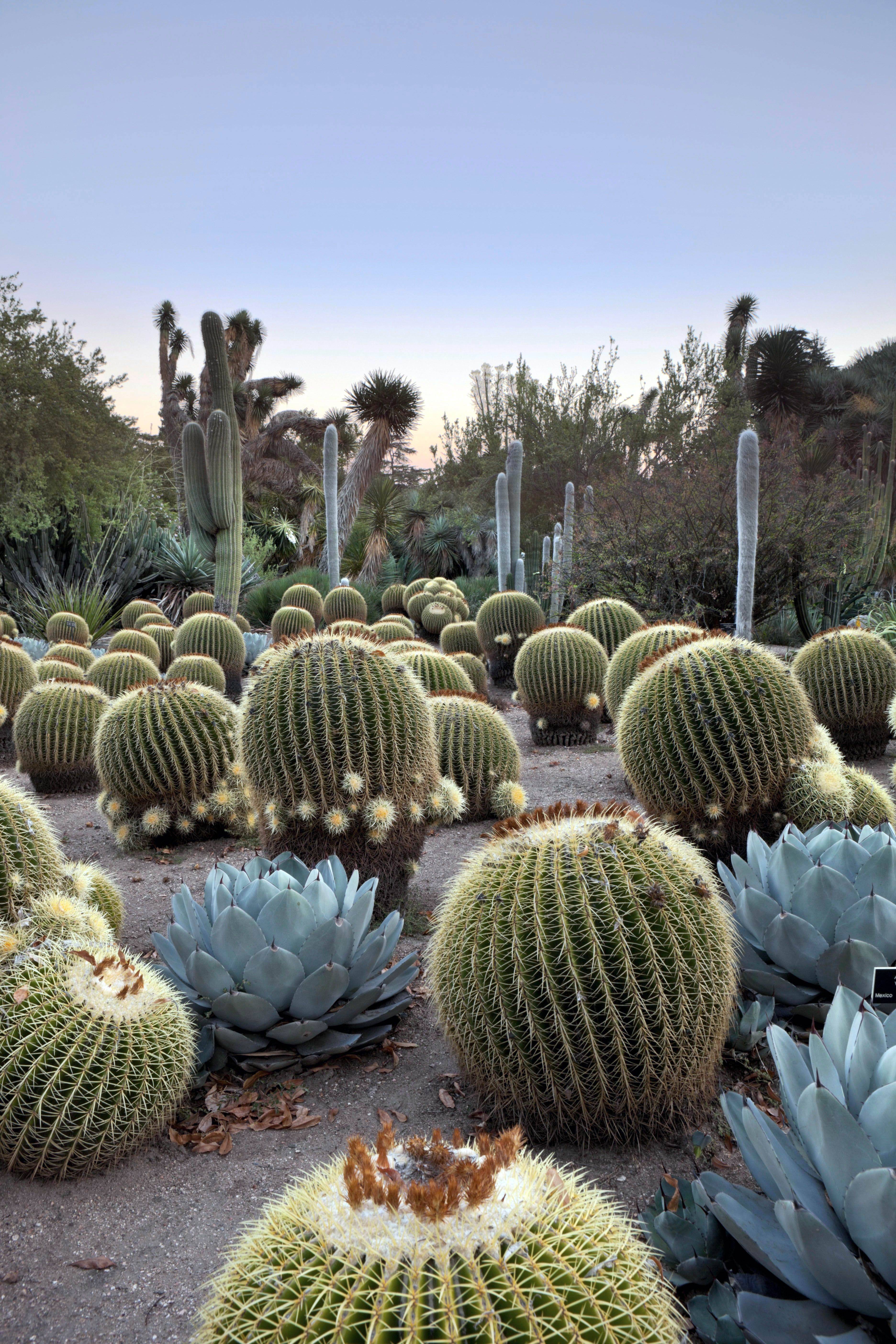 Desert Botanical Garden