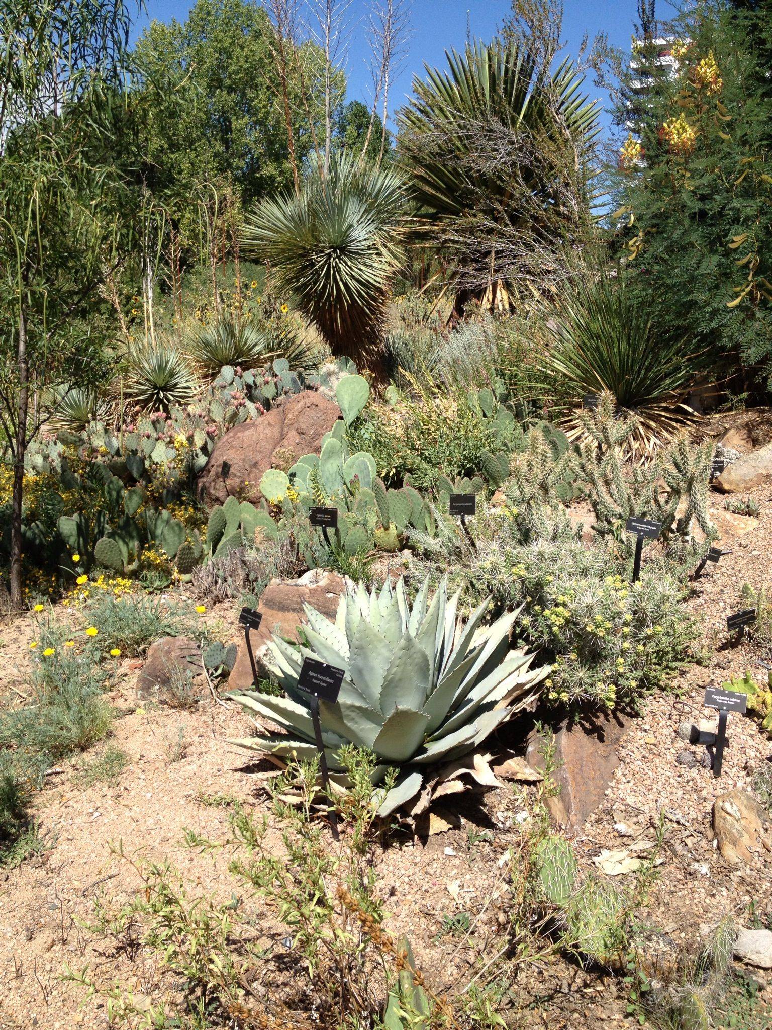 Britt Johnson Desert Botanical