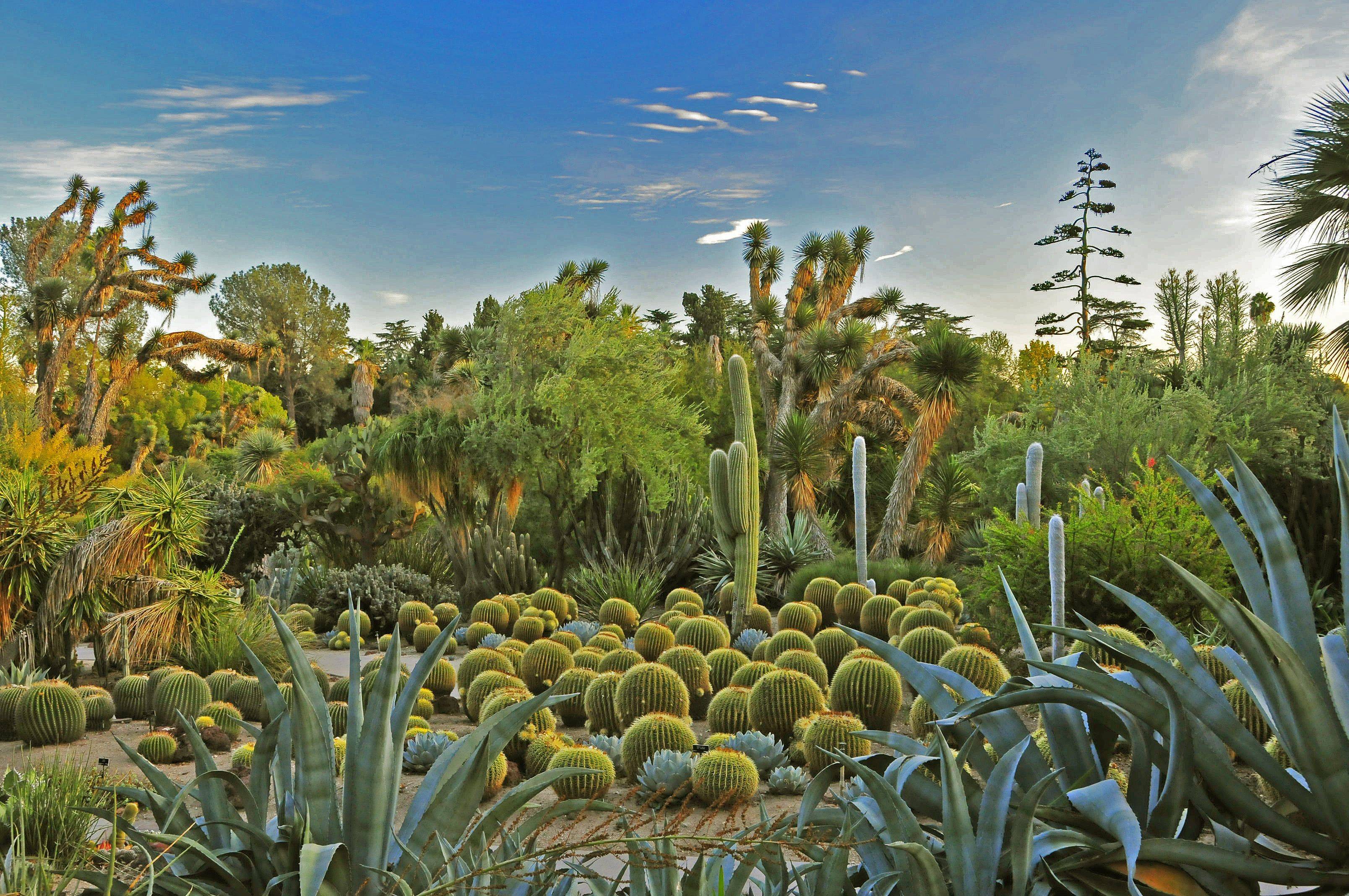 Johnnynomath Desert Botanical