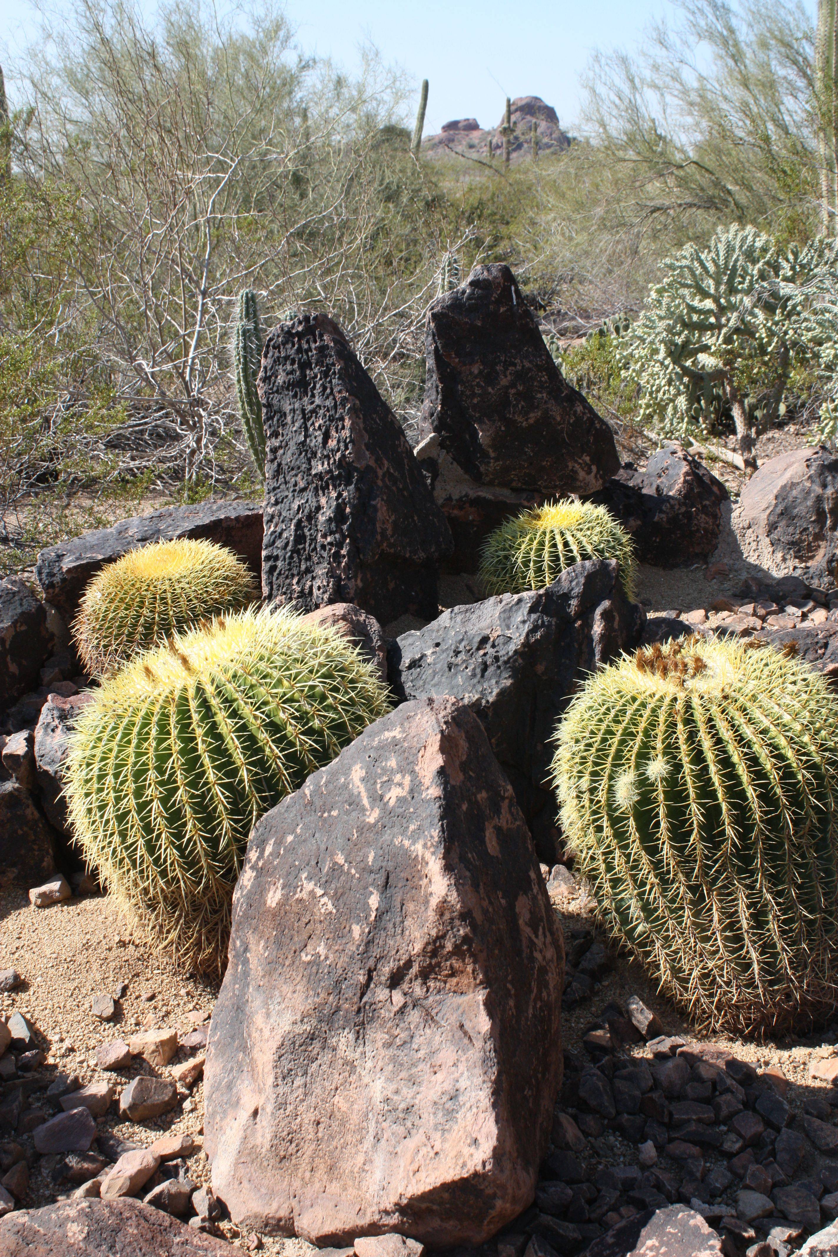 Desert Botanical Gardens Desert Botanical Garden