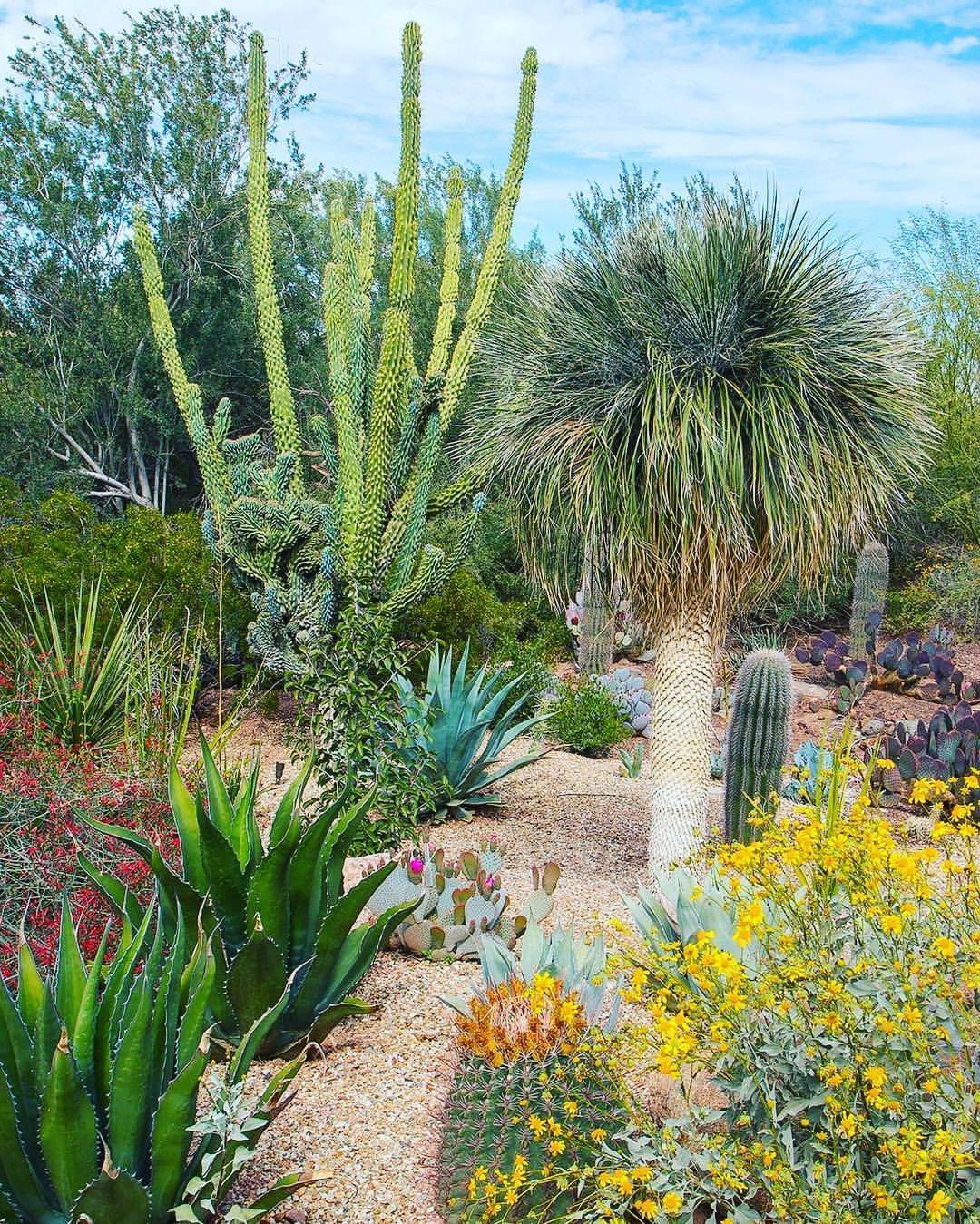 Desert Botanical Gardens