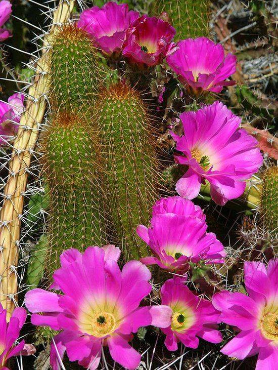 Desert Botanical Gardens