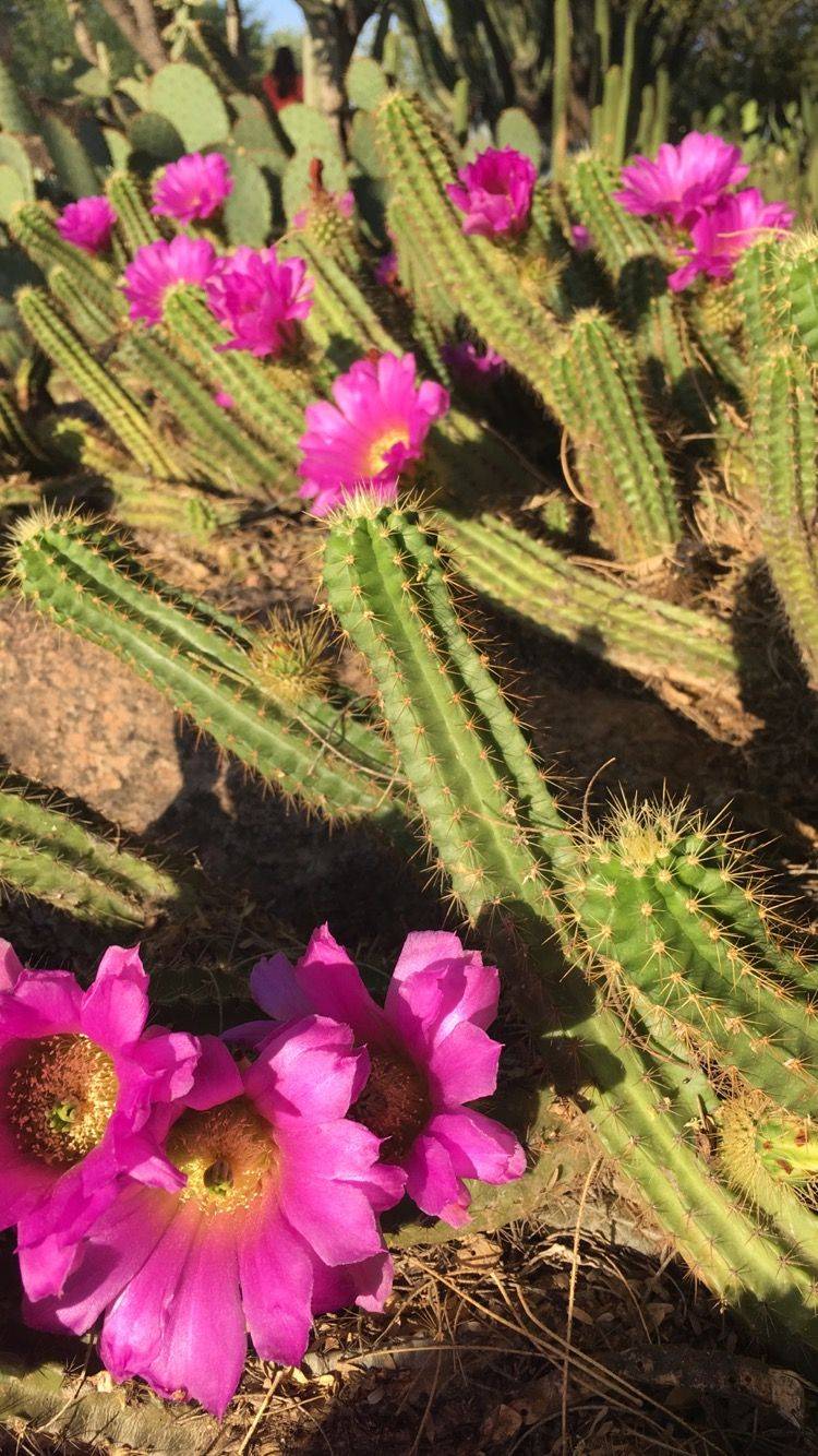 Desert Botanical Garden