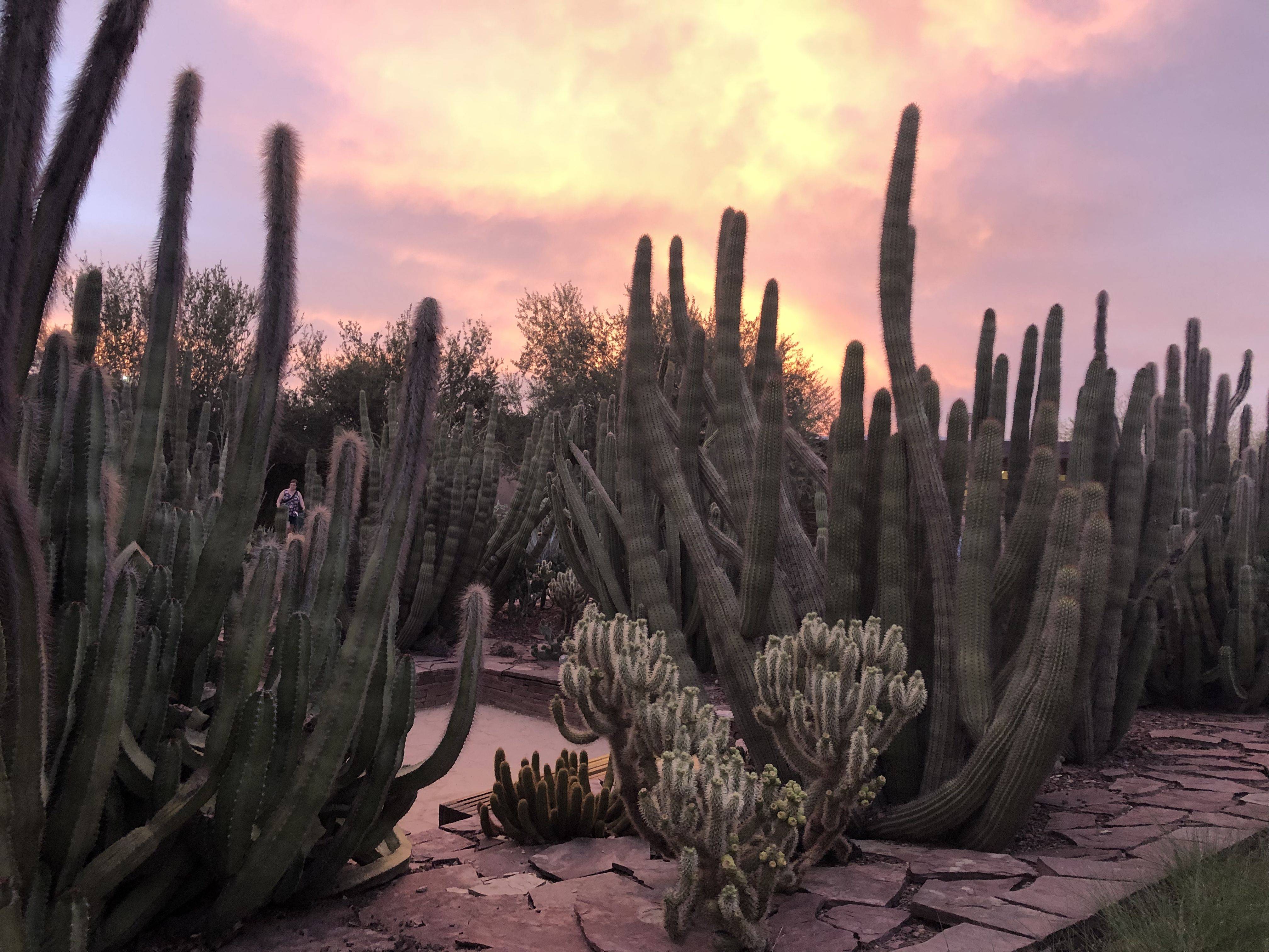Golden Barrel Saguaro Cactus Desert Botanical Garden Desert