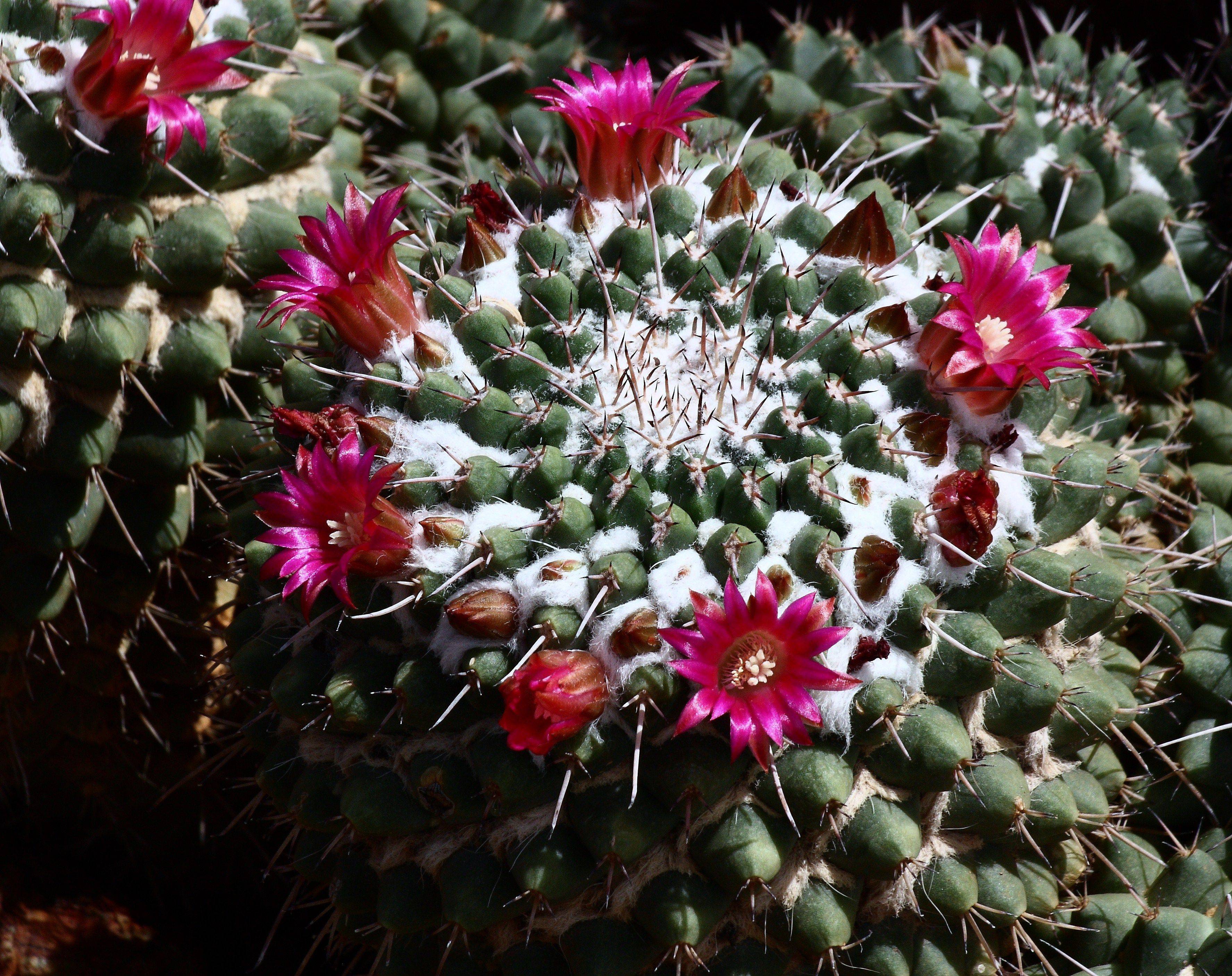 The Desert Botanical Garden