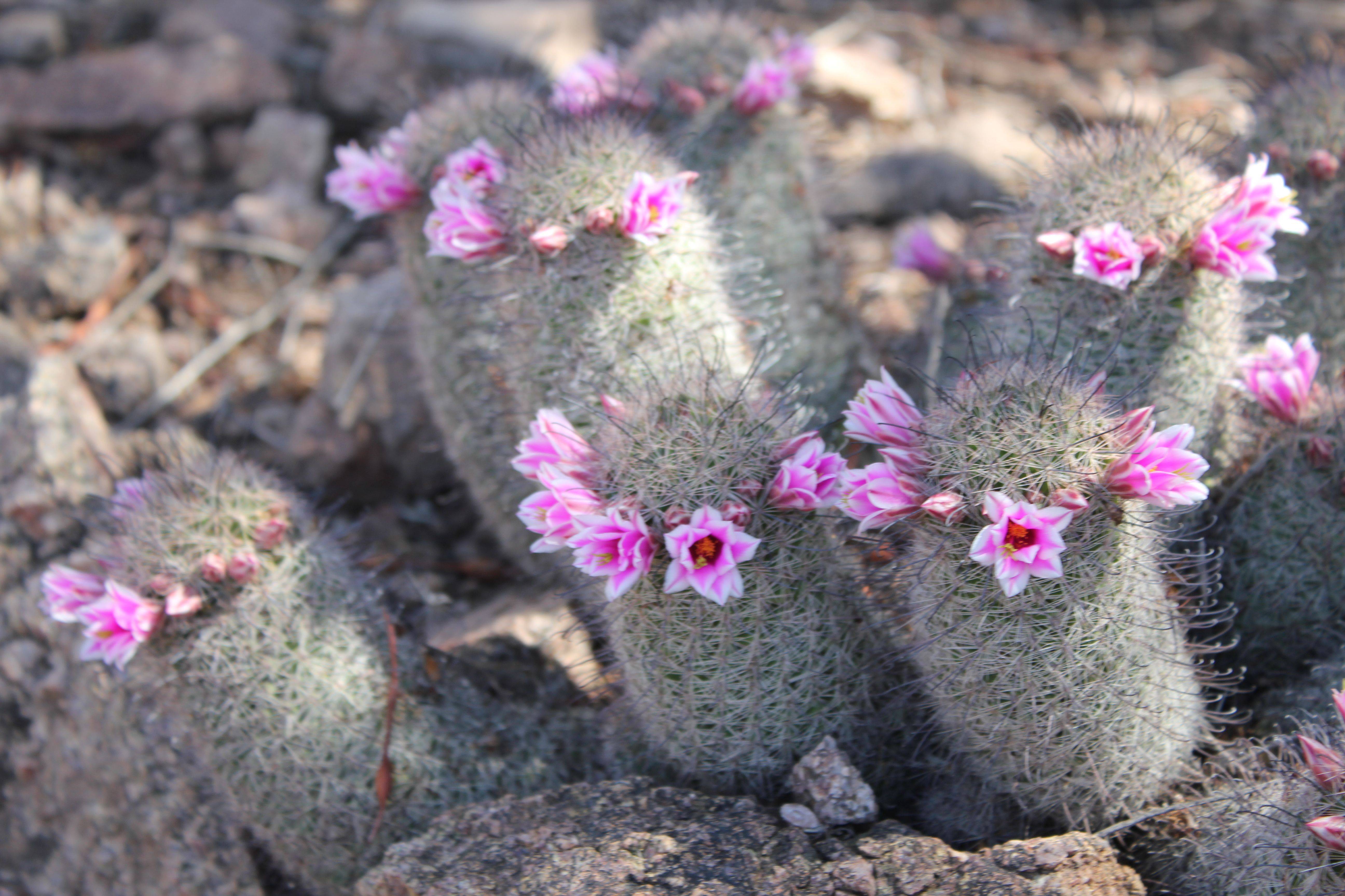 Garden Desert Garden