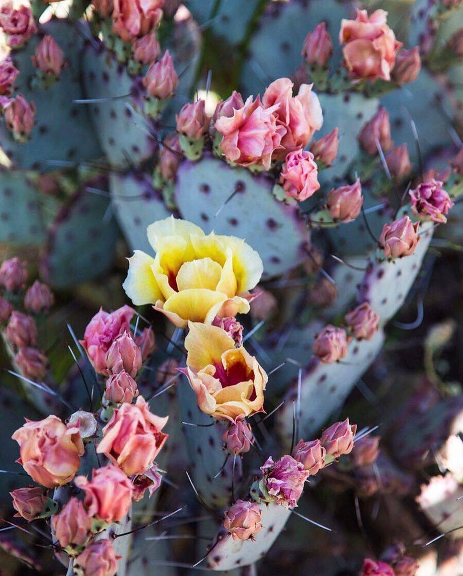 The Desert Botanical Gardens