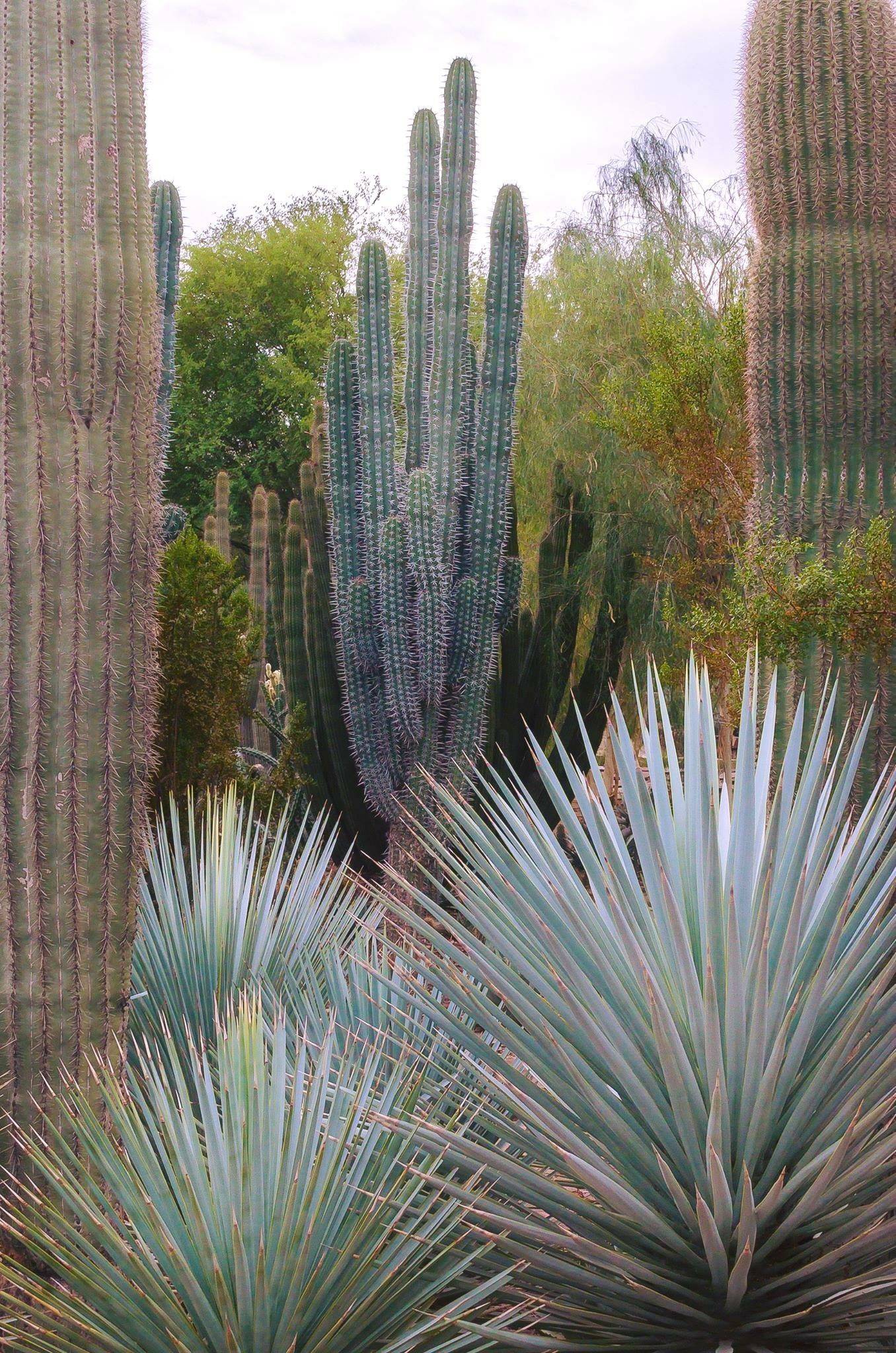 Xeriscape Garden