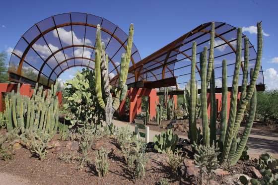 The Desert Botanical Garden