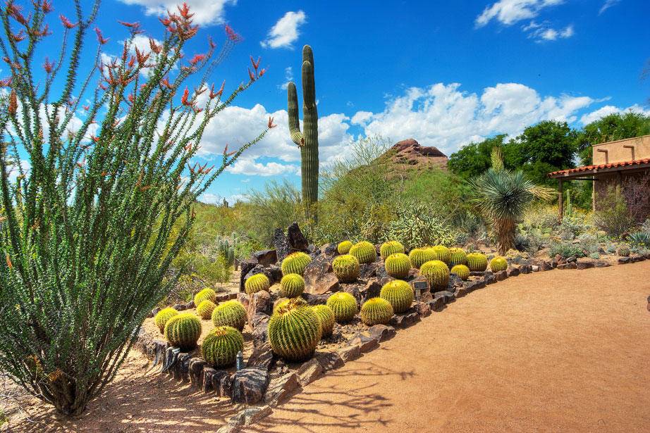 Desert Botanical Garden Phoenix