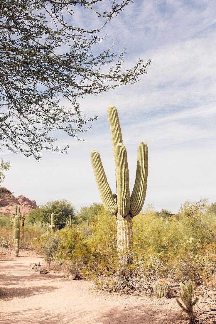 Arizonasonora Desert Museum